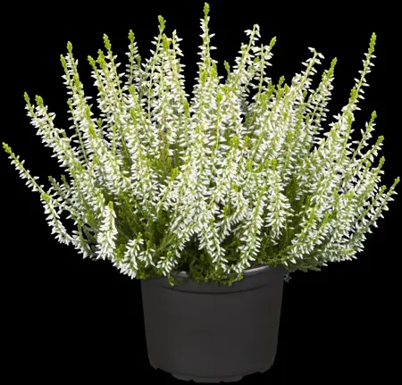 Calluna vulgaris 'Sandy' - P10.5 - image 2