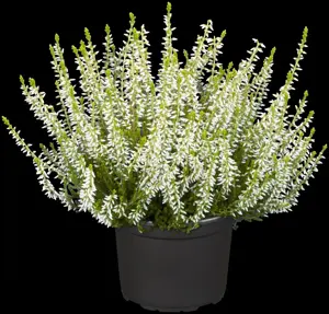 Calluna vulgaris 'Sandy' - P10.5 - image 2