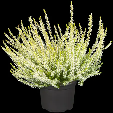 Calluna vulgaris 'Sandy' - P10.5 - image 1