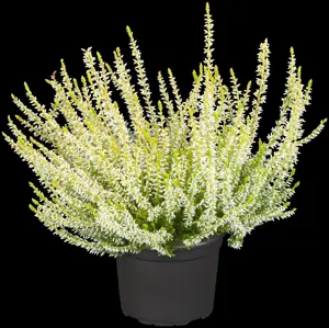 Calluna vulgaris 'Sandy'
