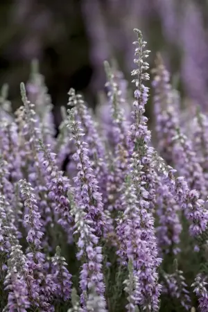 Calluna vulgaris 'Silver Knight' - P9 - image 2