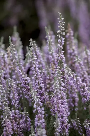 Calluna vulgaris 'Silver Knight' - P12 - image 2