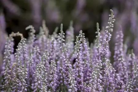 Calluna vulgaris 'Silver Knight' - P9 - image 1