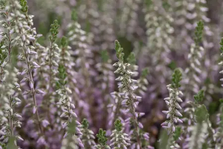 Calluna vulgaris 'Silver Knight' - P9 - image 4