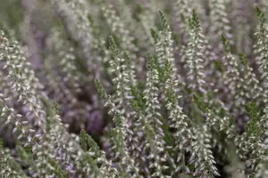Calluna vulgaris 'Silver Knight' - P9 - image 5