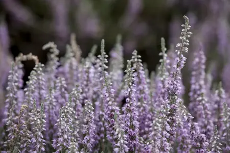 Calluna vulgaris 'Silver Knight' - P12 - image 1