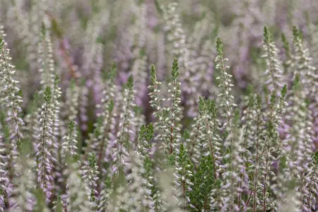 Calluna vulgaris 'Silver Knight' - P12 - image 3