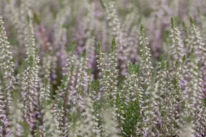 Calluna vulgaris 'Silver Knight' - P12 - image 3