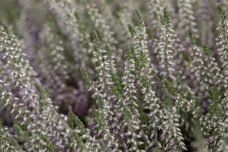 Calluna vulgaris 'Silver Knight' - P12 - image 5