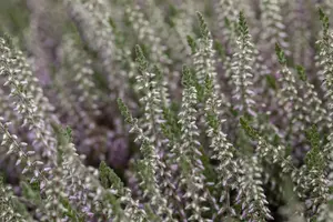 Calluna vulgaris 'Silver Knight' - P12 - image 5