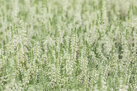 Calluna vulgaris 'Spring Cream' - P9