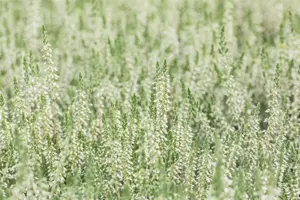 Calluna vulgaris 'Spring Cream'