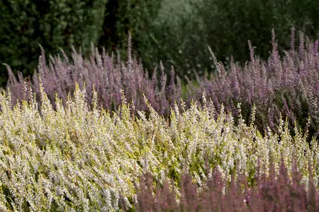 Calluna vulgaris 'Steffie' - P10.5 - image 1
