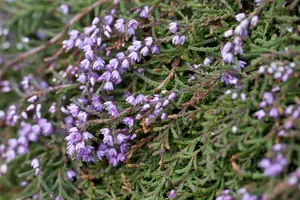 Calluna vulgaris 'Steffie' - P10.5 - image 3