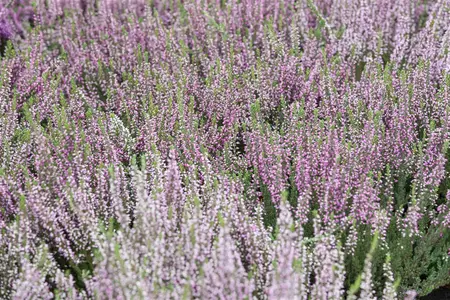 Calluna vulgaris 'Steffie' - P10.5 - image 4