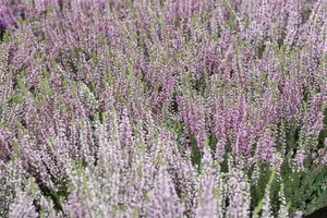 Calluna vulgaris 'Steffie' - P10.5 - image 4