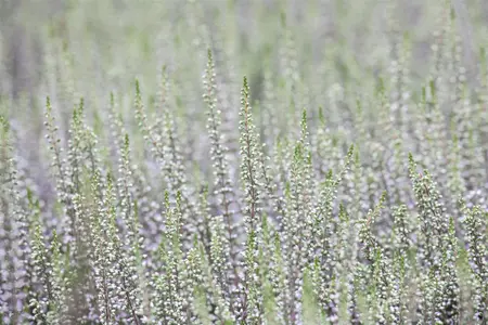 Calluna vulgaris 'Steffie' - P10.5 - image 5