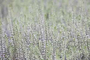 Calluna vulgaris 'Steffie' - P10.5 - image 5
