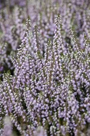 Calluna vulgaris 'Tib' - P9