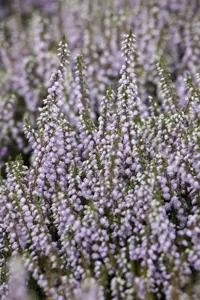 Calluna vulgaris 'Tib'