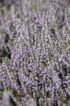 Calluna vulgaris 'Tib' - P12
