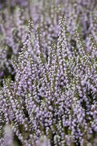 Calluna vulgaris 'Tib' - P12