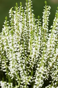 Calluna vulgaris 'White Angie' - P10.5 - image 2