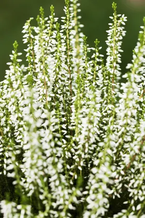 Calluna vulgaris 'White Angie' - 1.5 Ltr pot - image 2