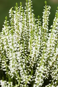 Calluna vulgaris 'White Angie' - 1.5 Ltr pot - image 2