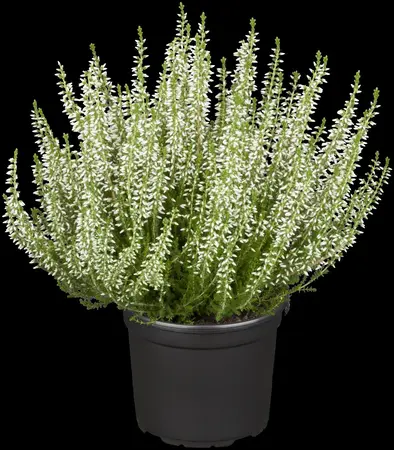 Calluna vulgaris 'White Angie' - 1.5 Ltr pot - image 1