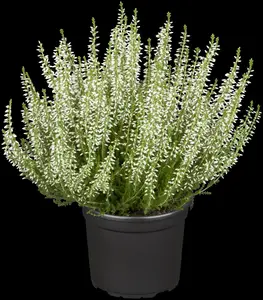 Calluna vulgaris 'White Angie'