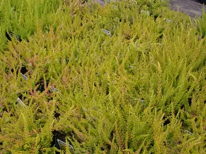 Calluna vulgaris 'Wickwar Flame' - P9