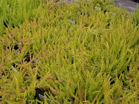 Calluna vulgaris 'Wickwar Flame' - P12