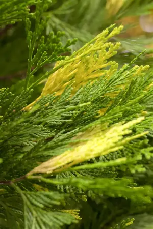 Calocedrus dec. 'Aureovariegata' - 120-140 CM C18 - image 1