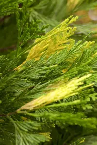 Calocedrus dec. 'Aureovariegata'