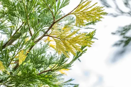 Calocedrus dec. 'Aureovariegata' - 120-140 CM C18 - image 2