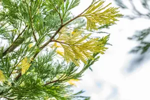 Calocedrus dec. 'Aureovariegata' - 120-140 CM C18 - image 2