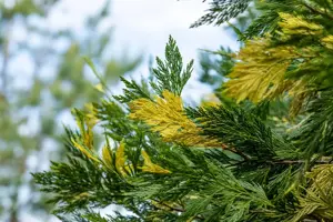 Calocedrus dec. 'Aureovariegata' - 120-140 CM C18 - image 3