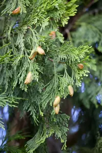 Calocedrus dec. 'Nana'