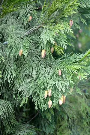 Calocedrus dec. 'Nana' - 25-30 CM C5 - image 2
