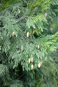 Calocedrus dec. 'Nana' - 25-30 CM C5 - image 2
