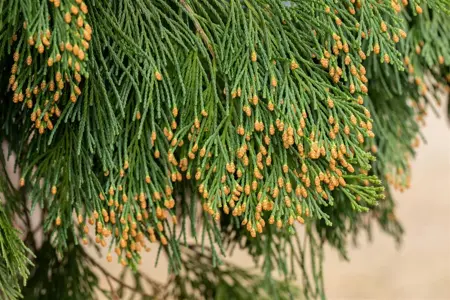 Calocedrus dec. 'Nana' - 25-30 CM C5 - image 3