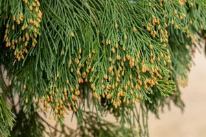Calocedrus dec. 'Nana' - 25-30 CM C5 - image 3