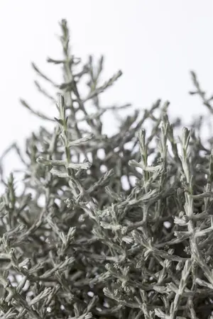 Calocephalus brownii - 2 Ltr pot - image 1