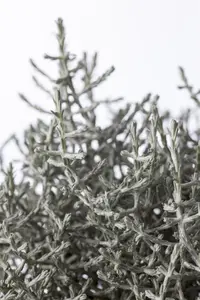 Calocephalus brownii - 2 Ltr pot - image 5