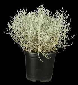 Calocephalus brownii