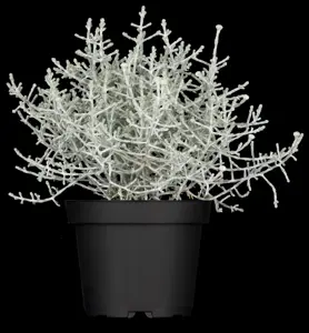 Calocephalus brownii - P9 - image 2