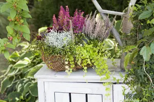 Calocephalus brownii - 2 Ltr pot - image 3