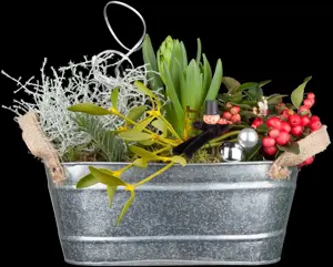 Calocephalus brownii - P9 - image 4