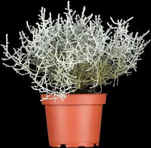 Calocephalus brownii - P9 - image 3